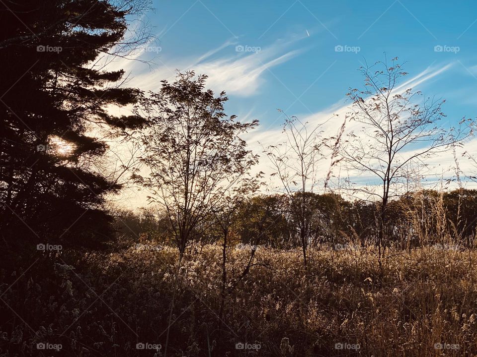 Evening stroll through Ohio, USA woodlands 