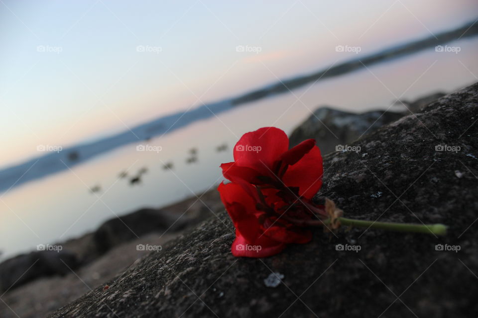 Red rose in front of the lake with ducks behind.  Red rose in the twilight