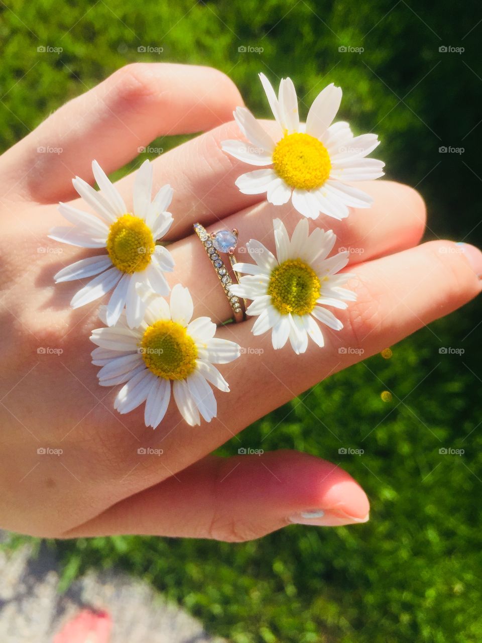 A hidden gem in all the beauty of daisies 