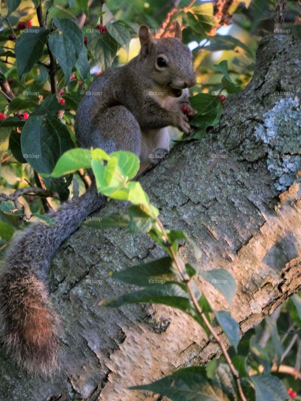 happy squirrel
