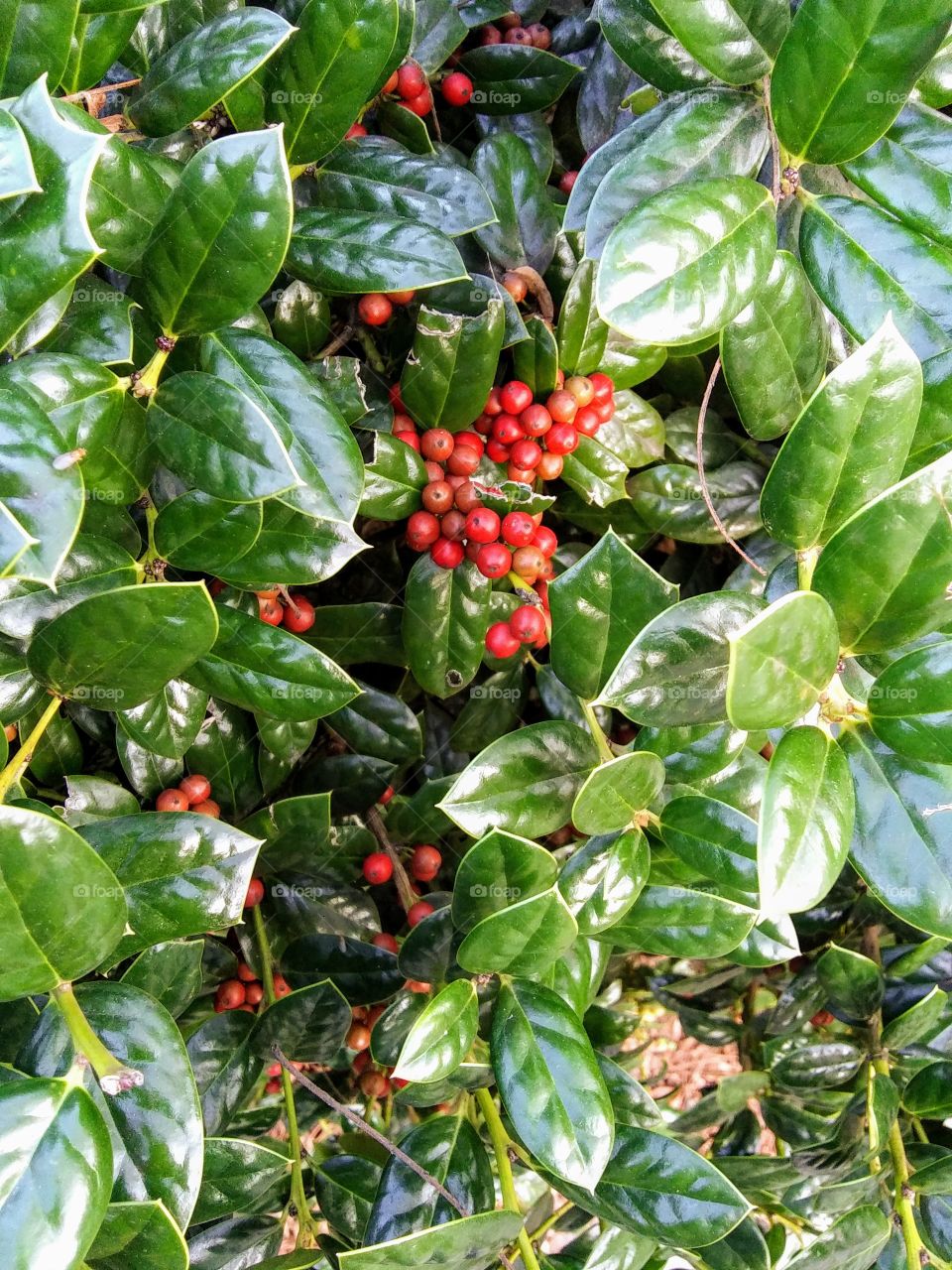 holly with red berries