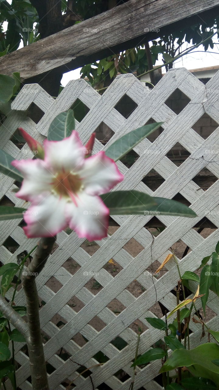 red edge desert rose