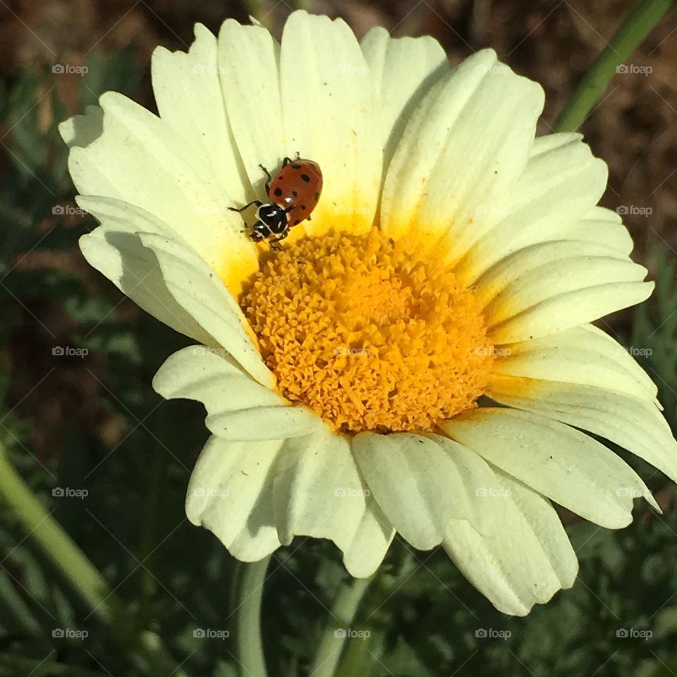 Nature, Bee, Insect, Flower, Pollen