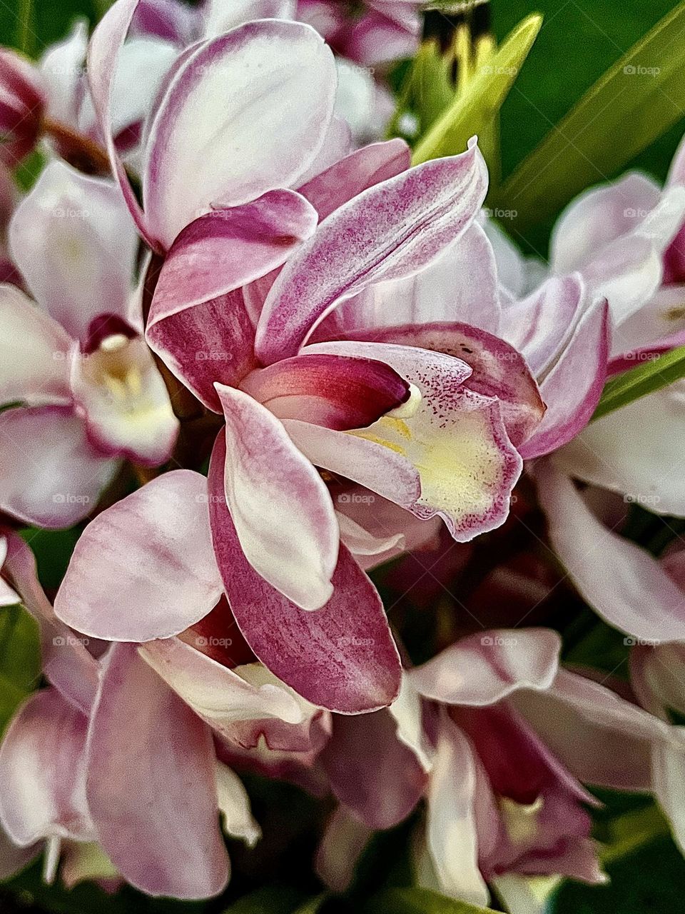 Dendrobium Orchids Flowering Plant 