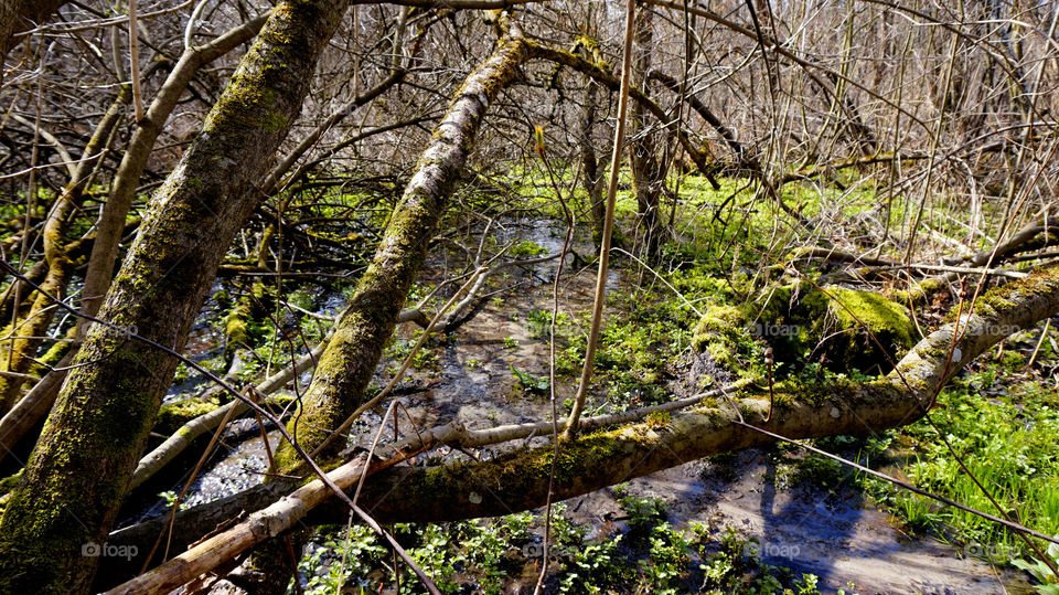 spring forest. nature