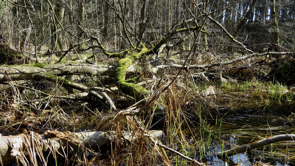 Swiss Forest Moss Dägimoos 