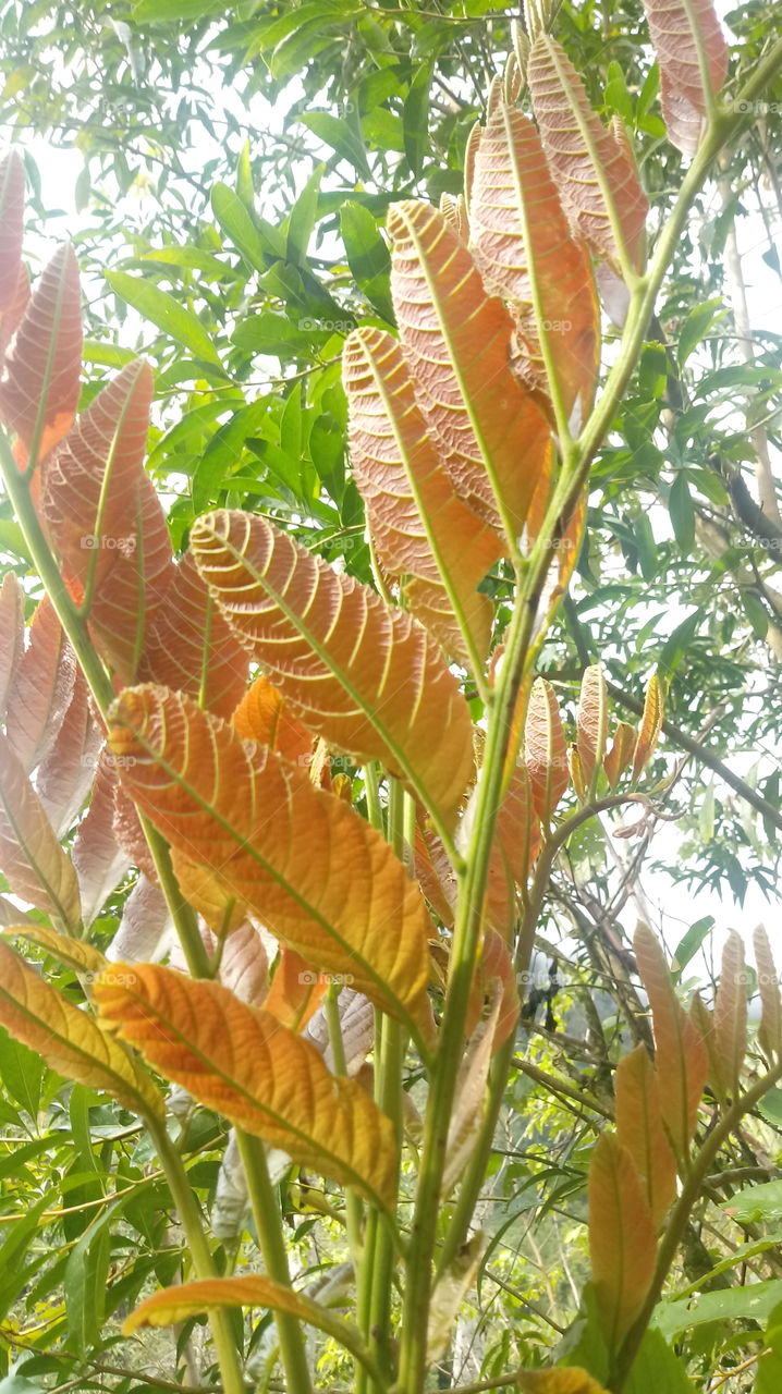 FOLHAS GALHO ÁRVORE Rhus typhina L.