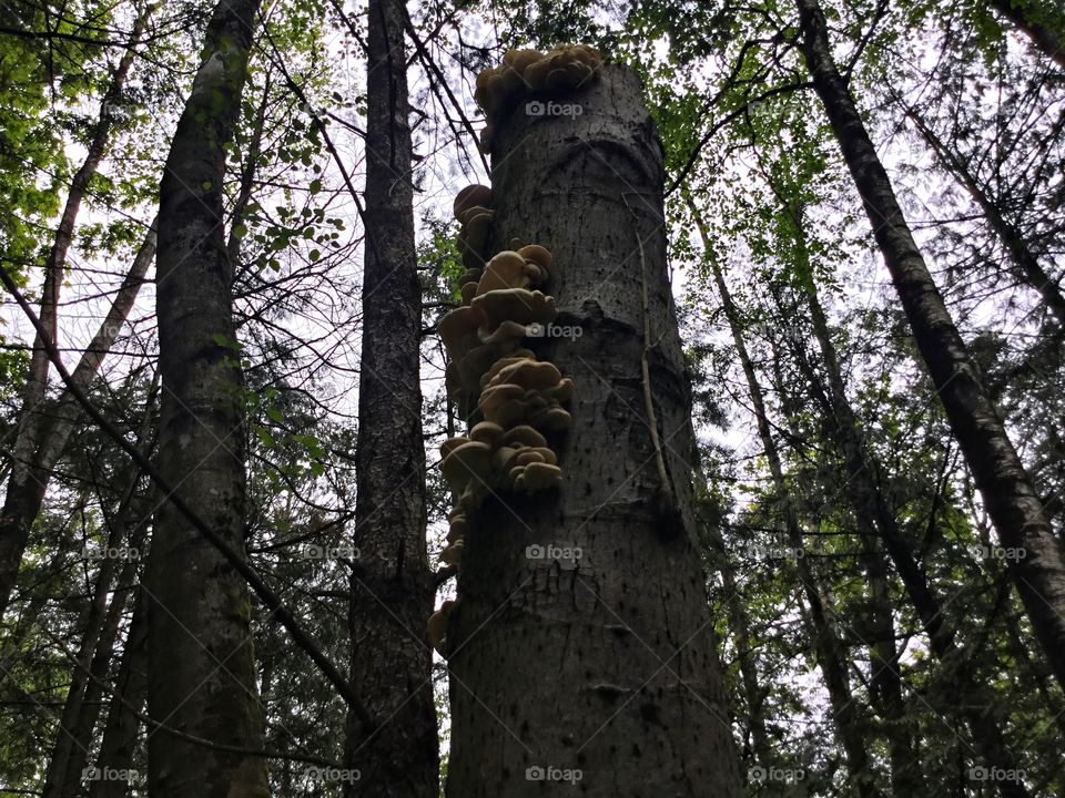 Mushrooms growing on Old Tree 