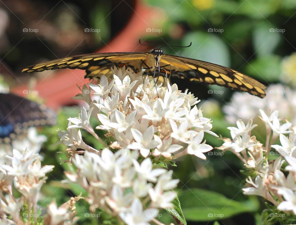 Butterfly sitting on beautiful flowers