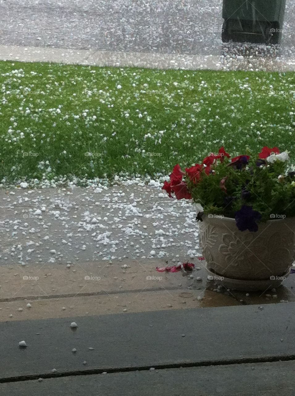 Hail in June. Northern Nevada. Weather changes quickly. Red petunias in a pot, green grass, white large pieces of hail.