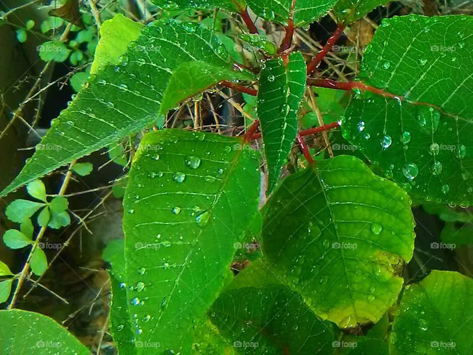 plants with Dew