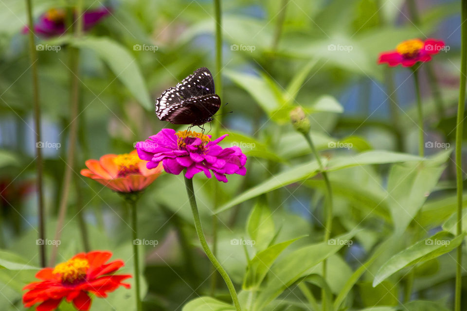 Butterfly with flowers 