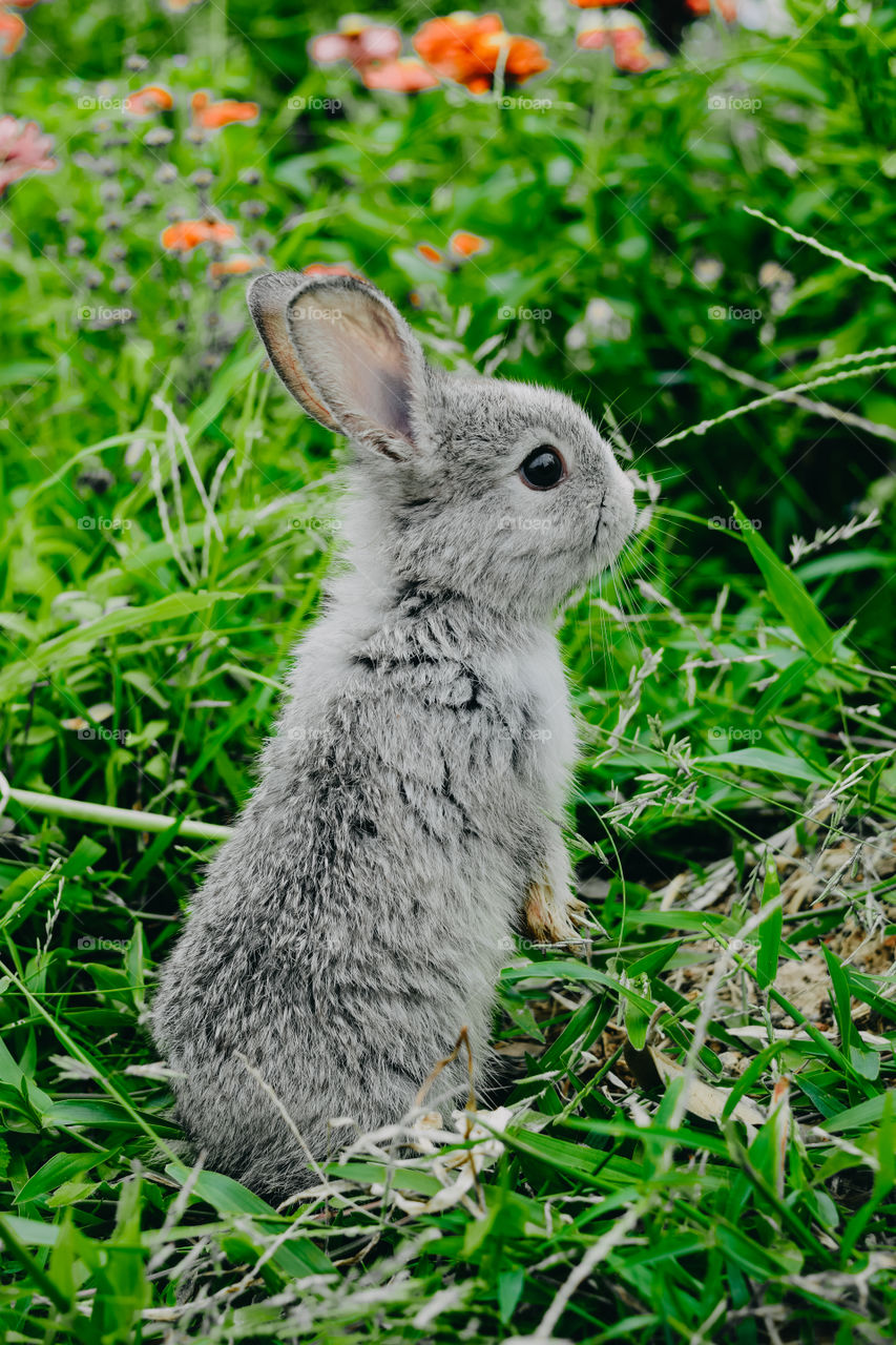 Cute rabbit photos on the meadow