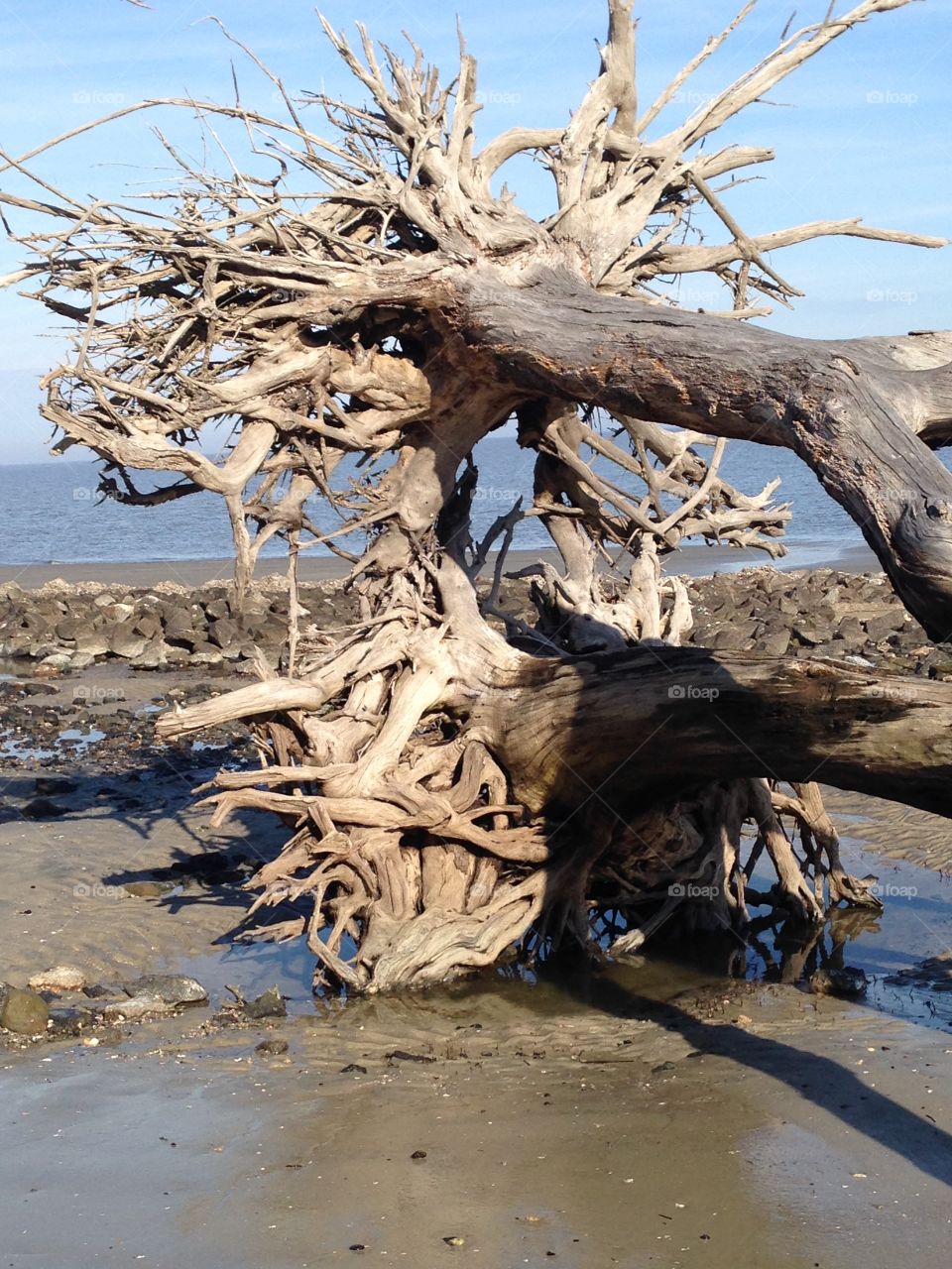 Stacked driftwood
