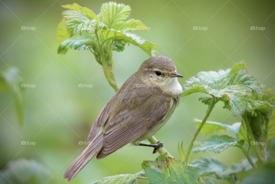 the magical world between the leaves