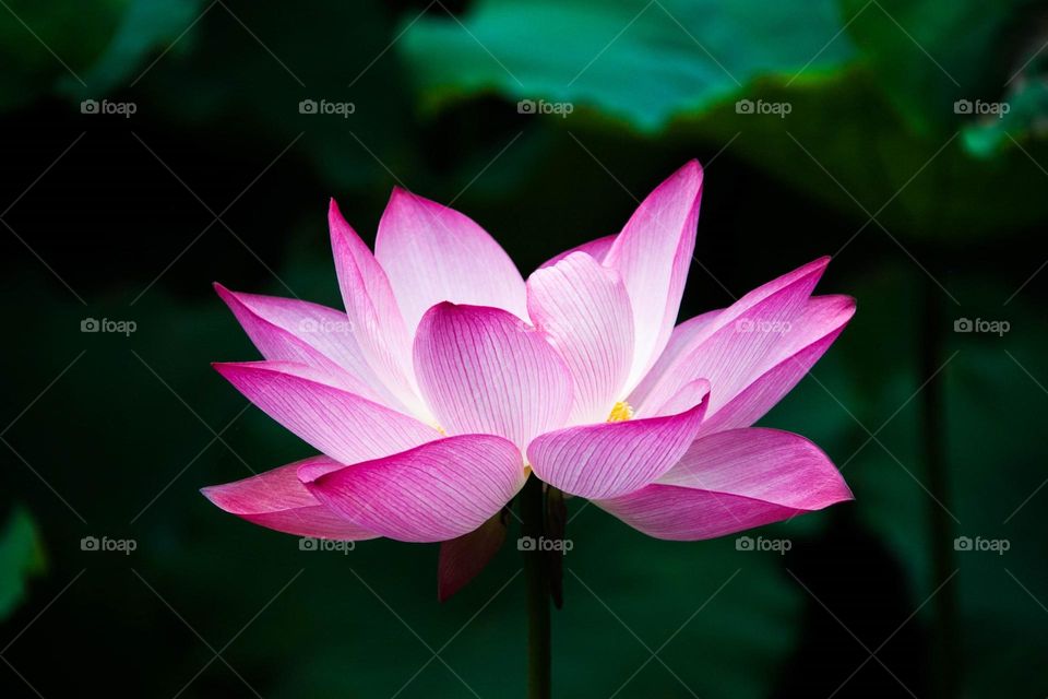 Beautiful pink tulips flower