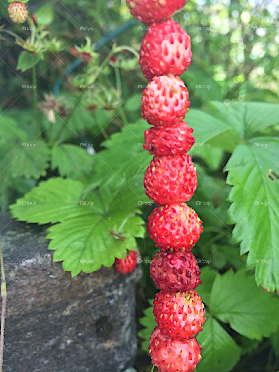 Wild strawberries on a straw