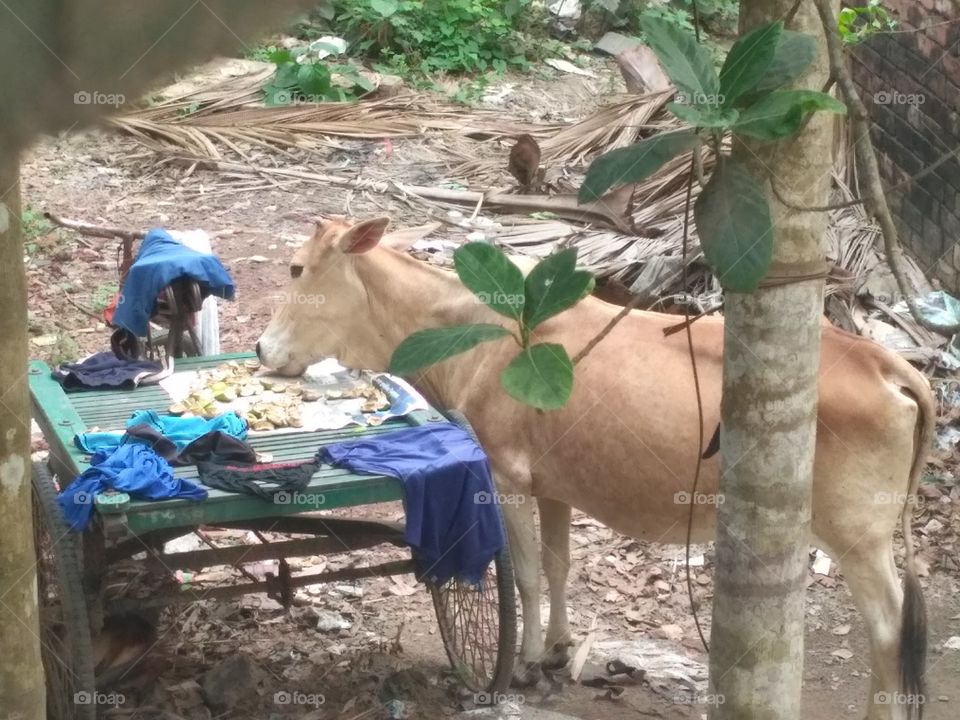 Cow Eating Mango from Van