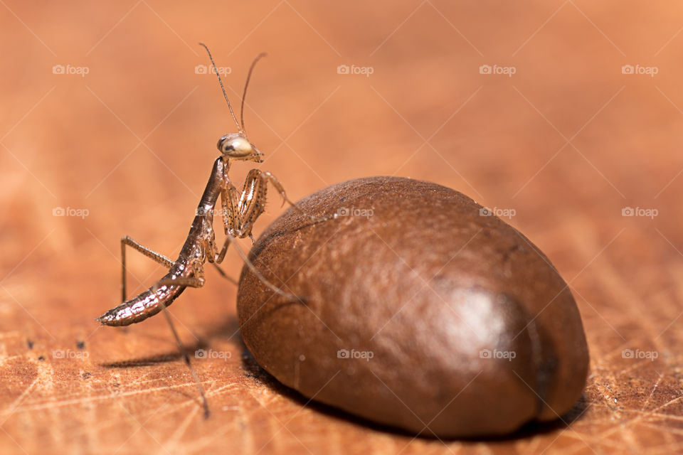 Close-up of brown mantis on coffee bean