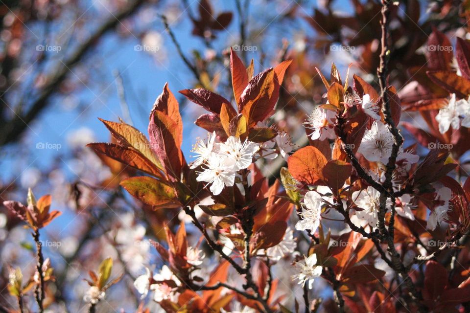 Spring blooming 