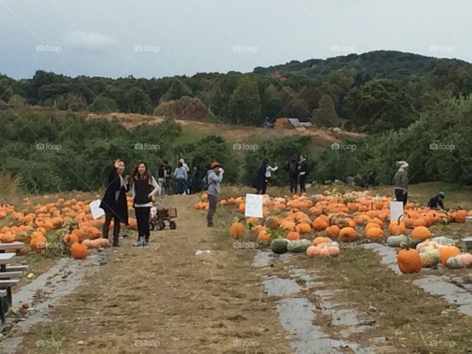 Pumpkin patch upstate New York 