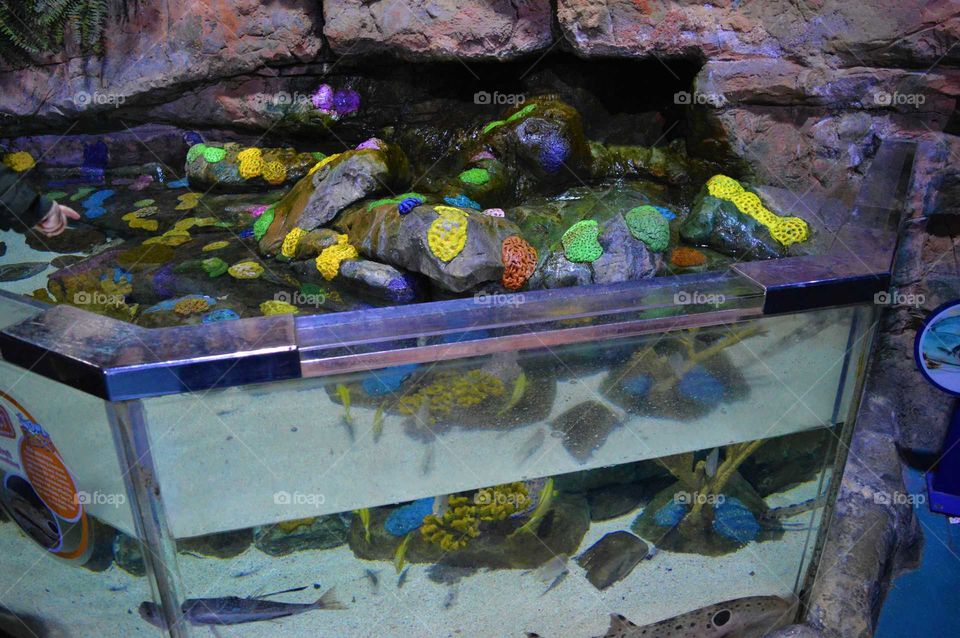 Coral reef in the Aquarium in Birmingham, UK