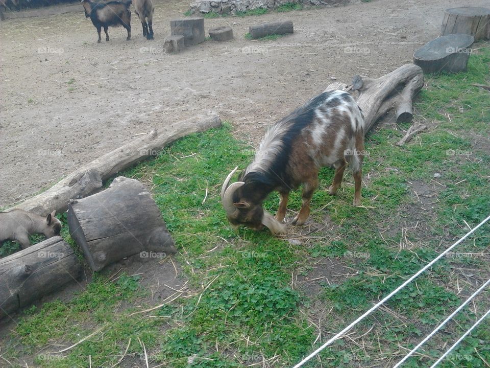 cute goats