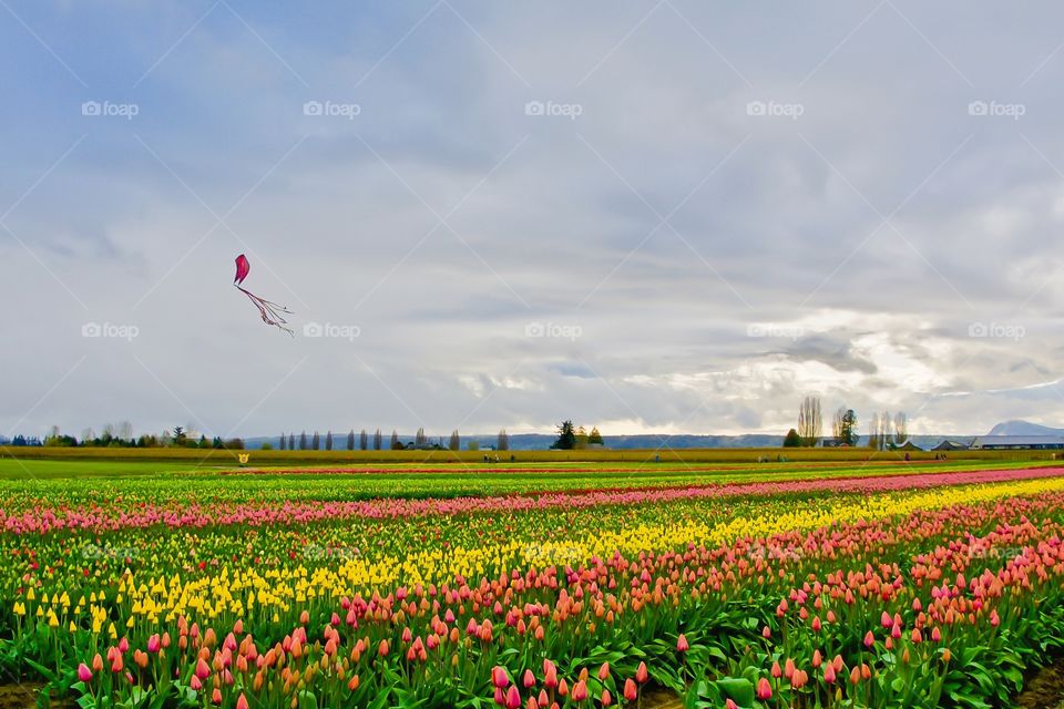 Kite flying over tulip fields