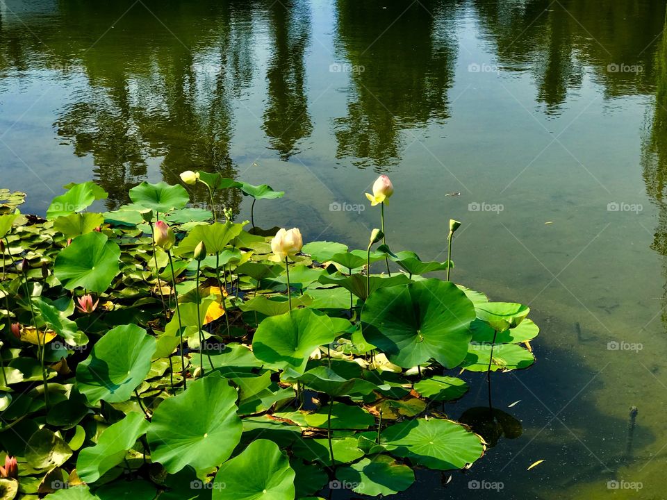 Water lilies 