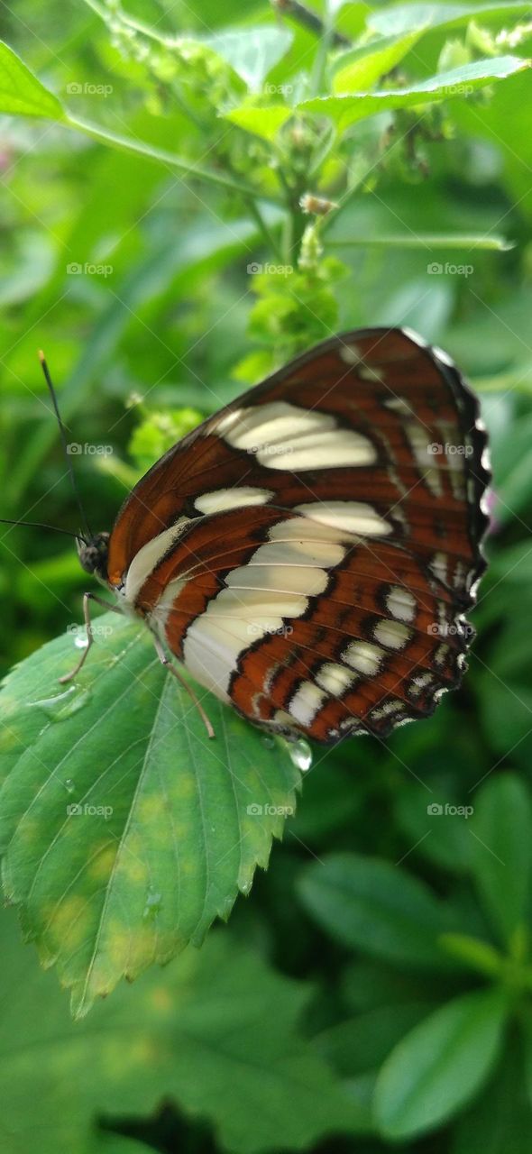 This type of butterfly has a dark brown wing base color with a row of spots that line up to form a ribbon.