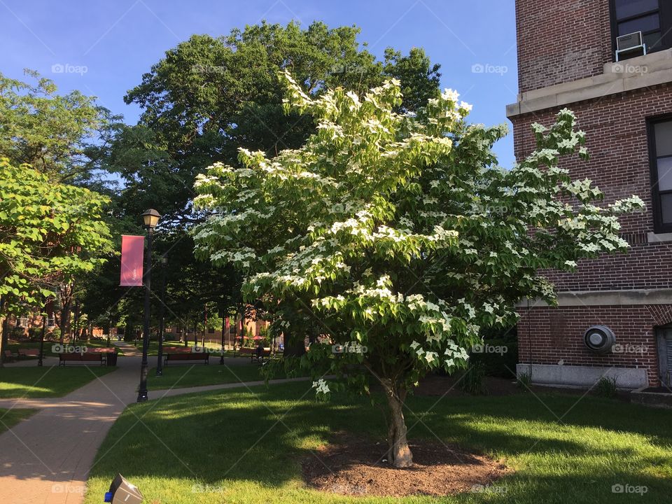 Chinese dogwood on campus