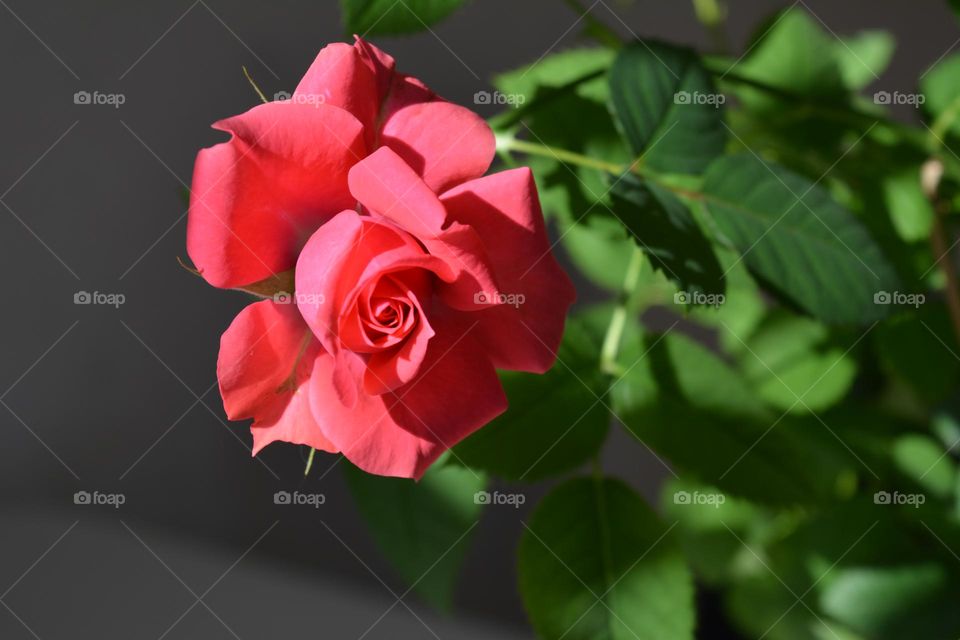 very nice rose flower in sunlight