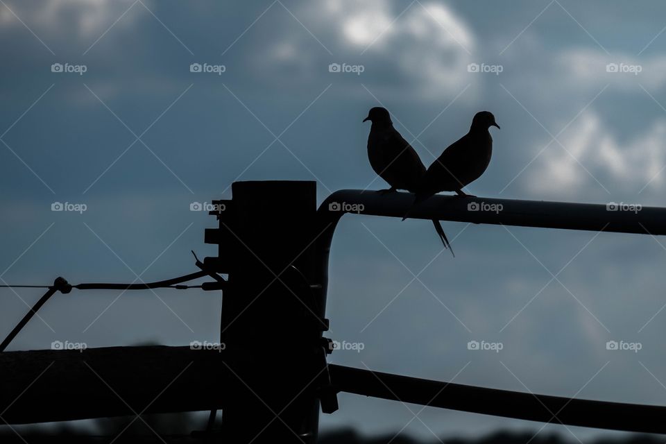 Foap, Silhouettes and Shadows: The silhouettes of a pair of mourning doves resemble a heart shape. Mates forever perched on a gate. 