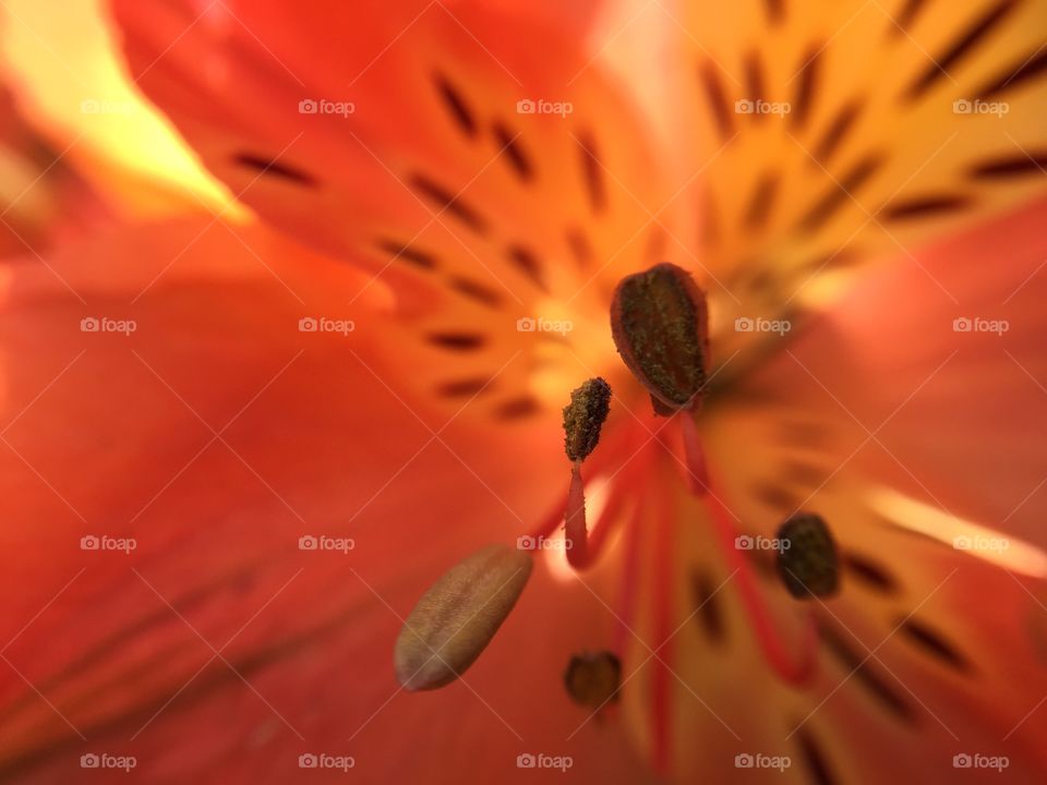 Orange hybrid lilly. Orange and yellow hybrid Lilly, pollen, style, anther visible