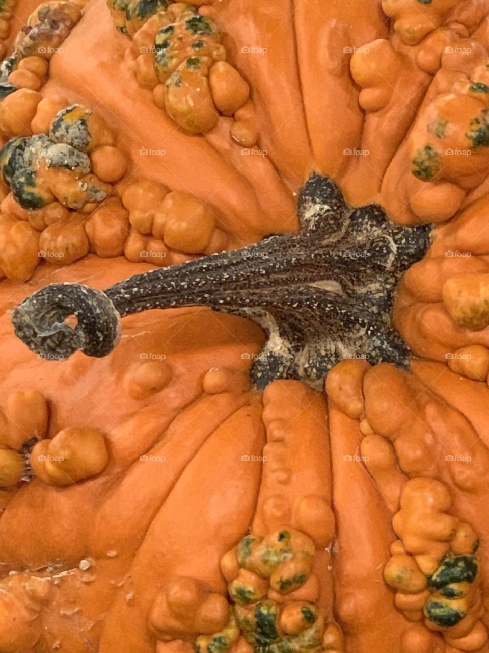 Witch or Gourd? Heeeee