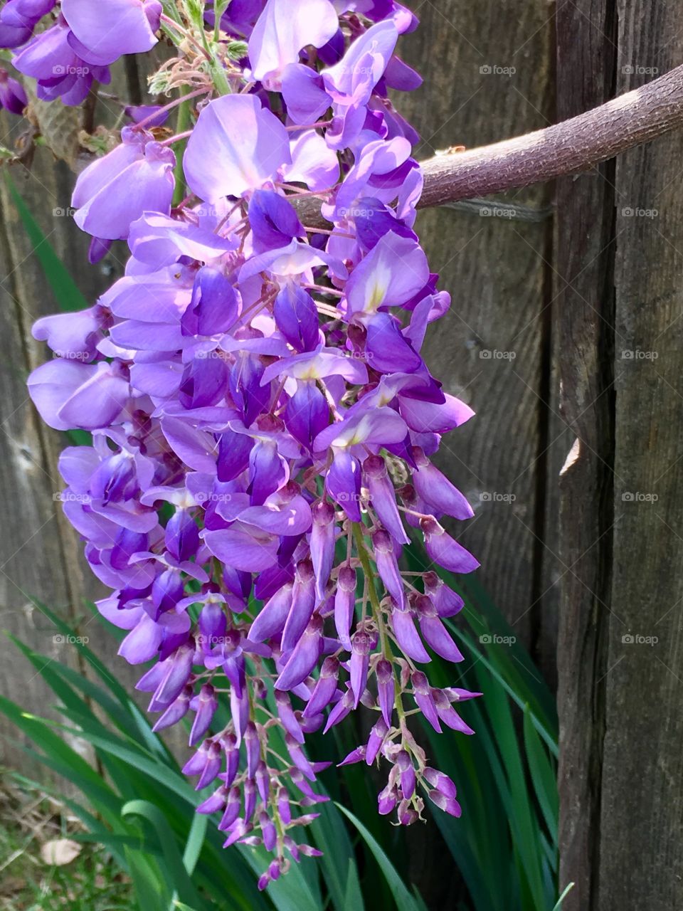 Purple wisteria 