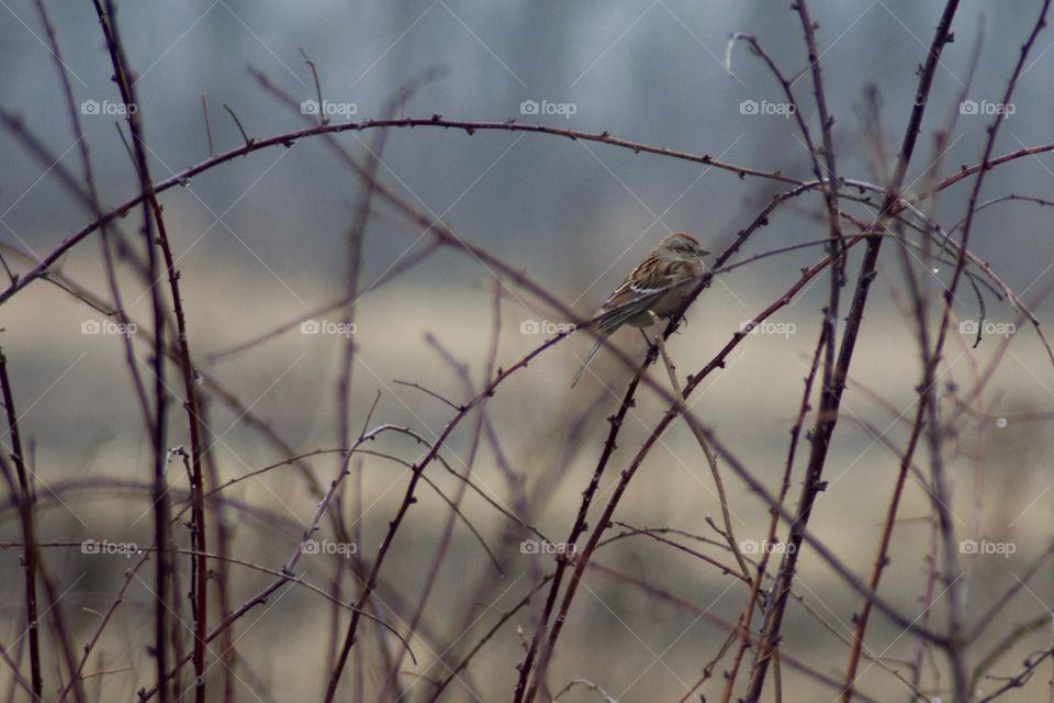 Little bird on a branch in the rain. 