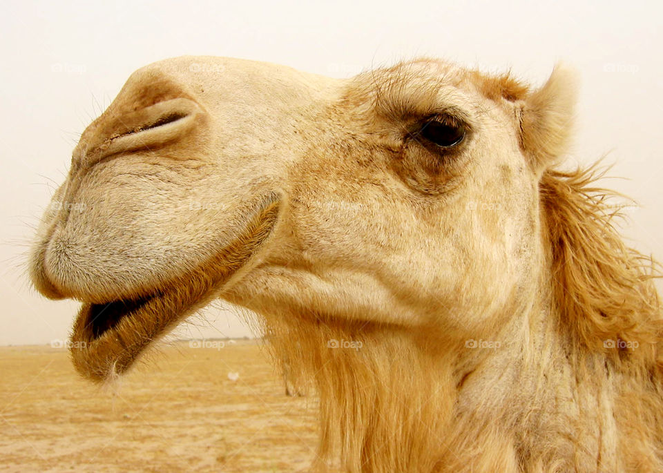 mighty camel