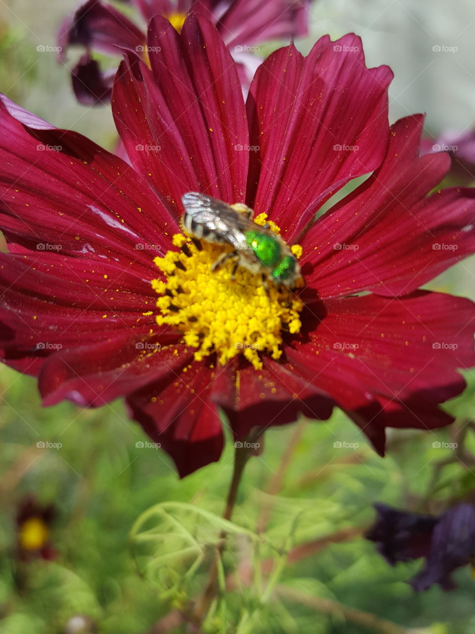 pollen