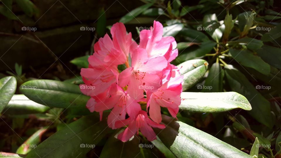 Rhododendron