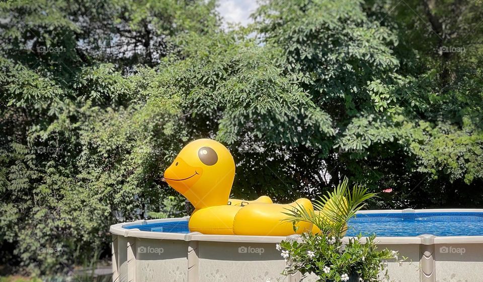 Floating duck in pool