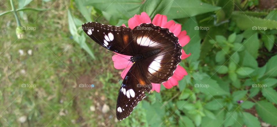 a beautiful butterfly perched on a blooming flower