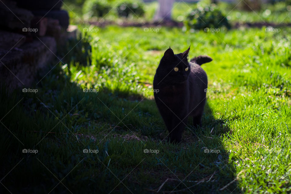 Cat on grass