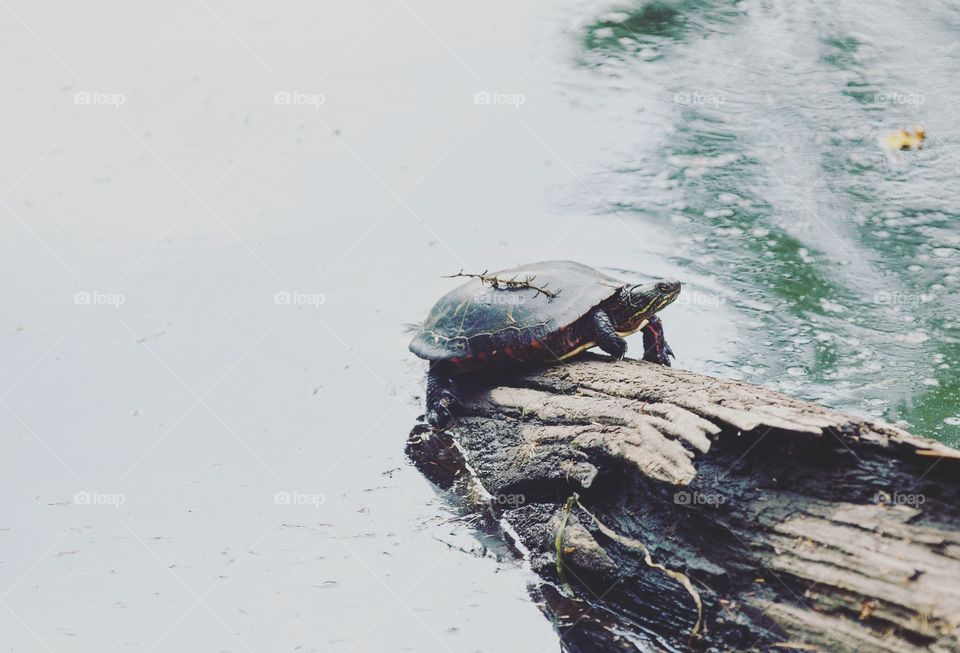 A large turtle sitting on a log in a lake