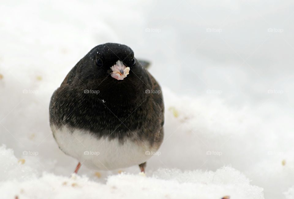 Bird perching on snow during winter