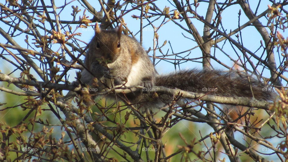 Gray Squirrel on a branch