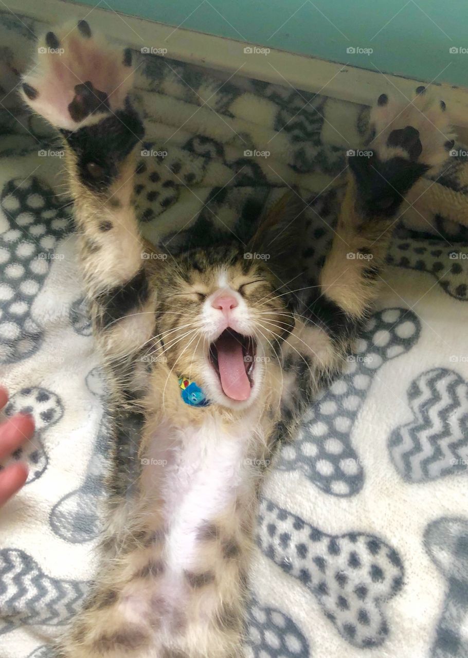 A kitten stretching and yawning in his comfy bed 
