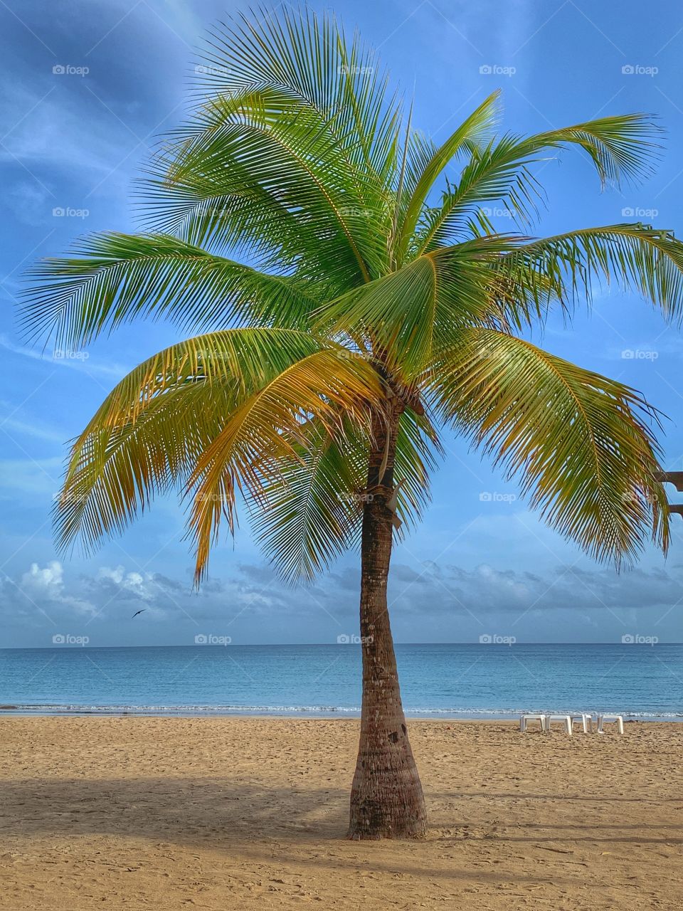 A Palm tree in the beach. San Juan Isla verde Puerto Rico. Beautiful beach, nature.