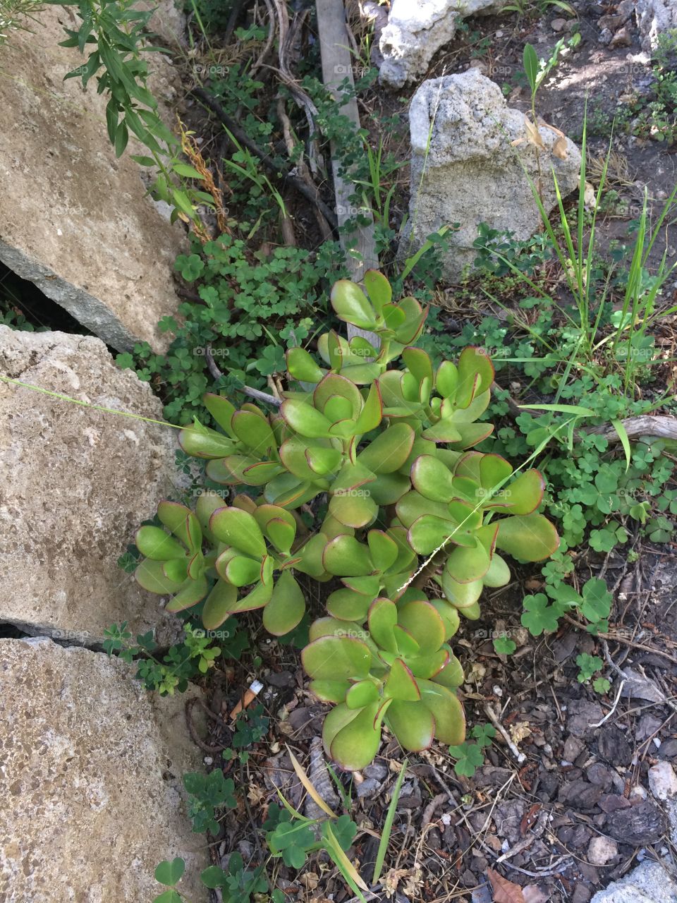 Lush green