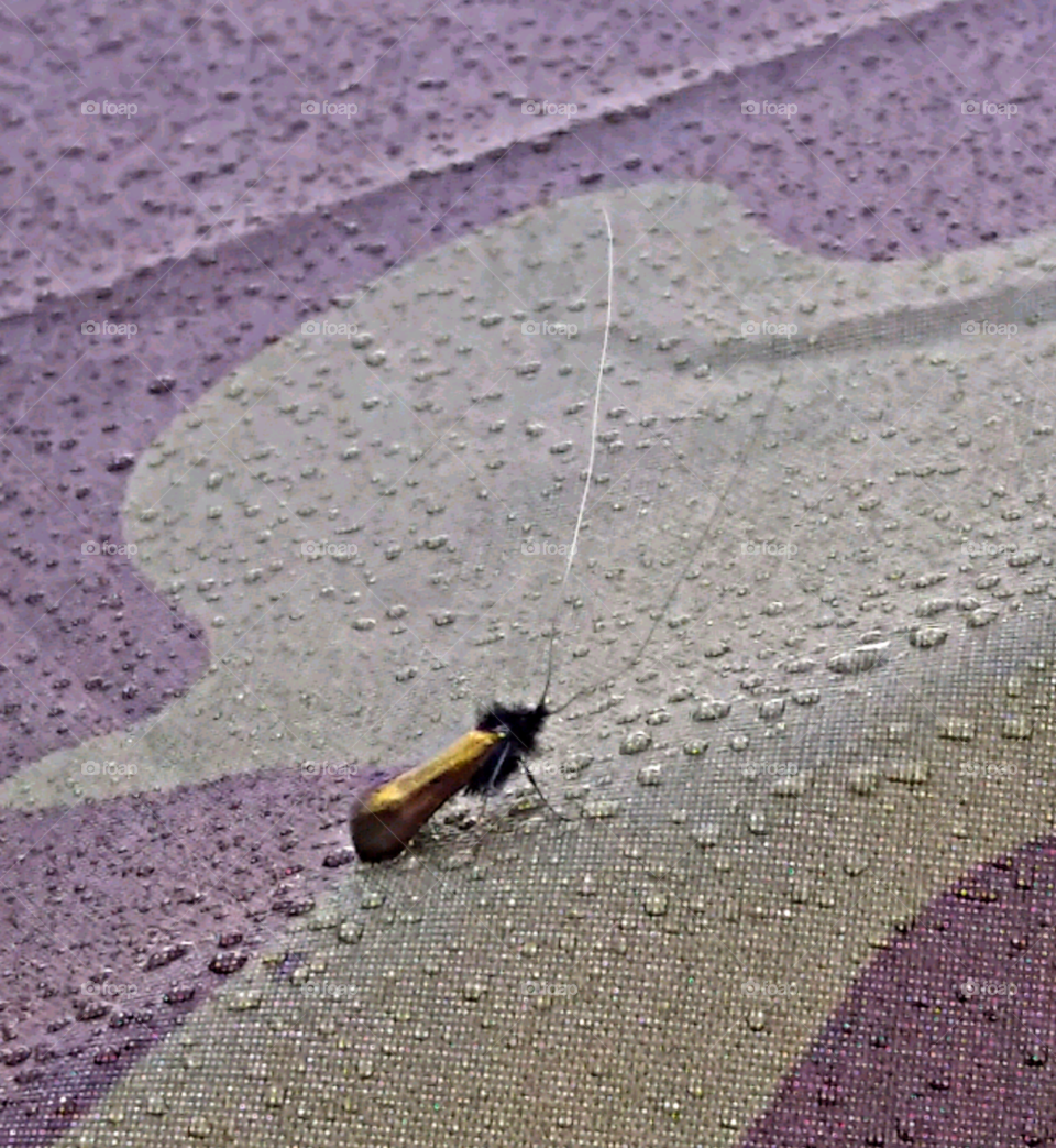 Insect resting on tent